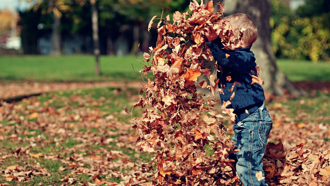 Young boy playing in fall leaves